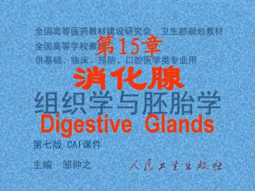 15消化腺