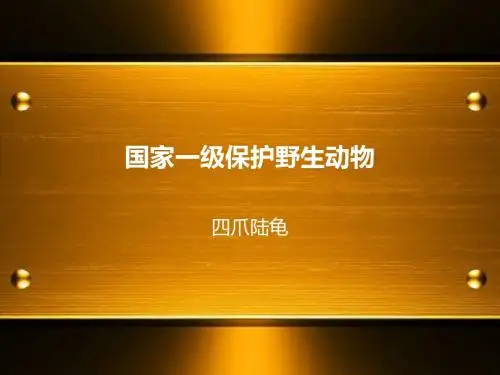 四爪陆龟(精品)