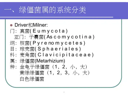 绿僵菌简介