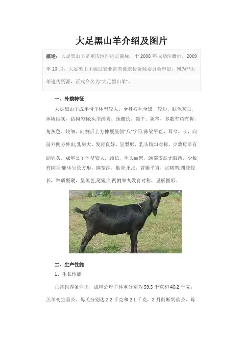 大足黑山羊介绍及图片