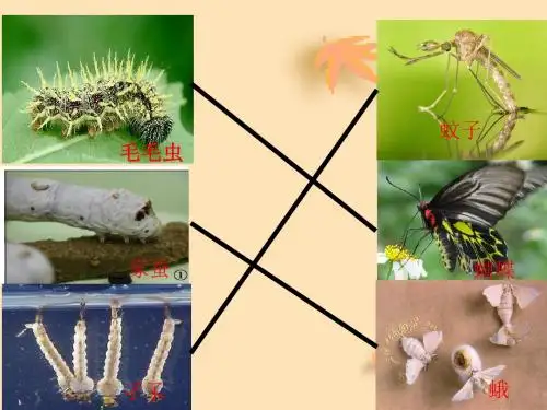 人教版(新课程标准)昆虫的生殖和发育课件(共24张PPT)