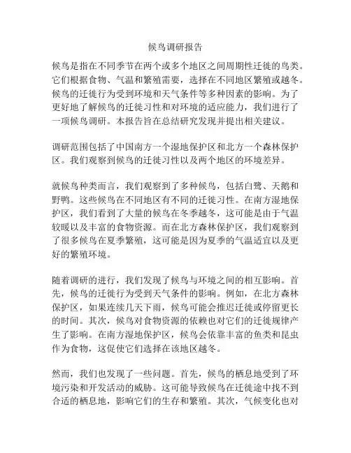 候鸟调研报告