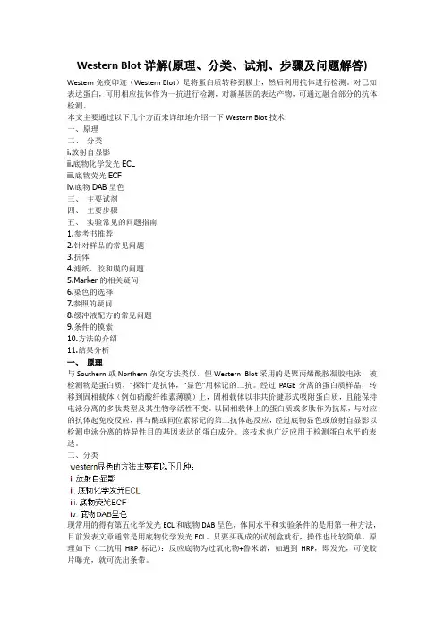 Western Blot详解