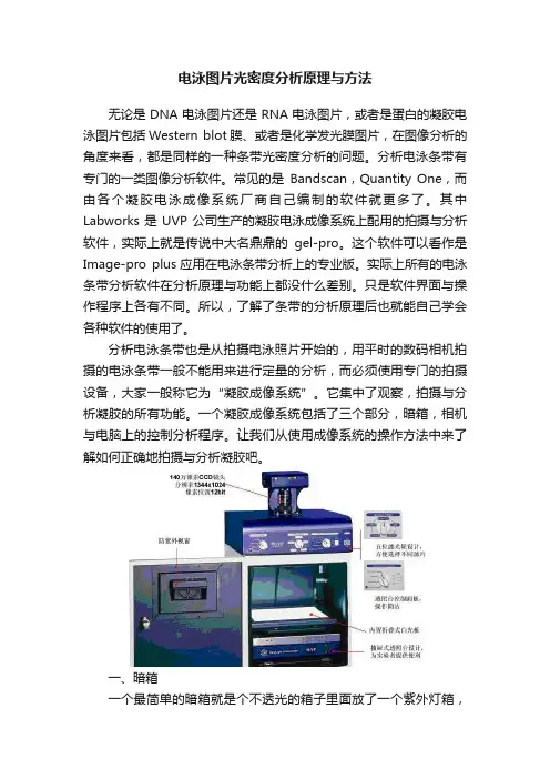 电泳图片光密度分析原理与方法