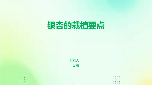 银杏的栽植要点