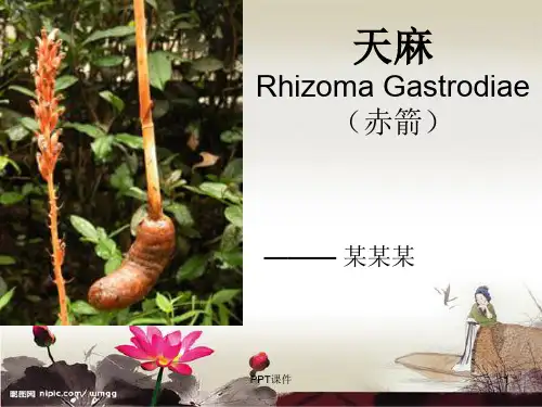 中药鉴定学-天麻  ppt课件