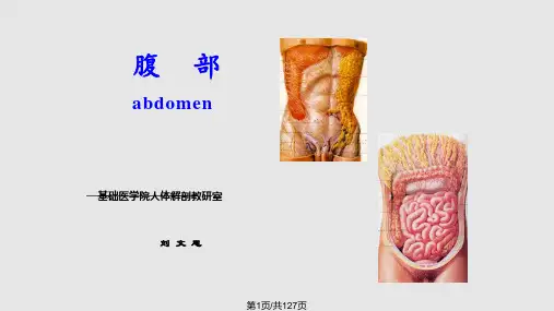 基础医学腹部解剖PPT课件