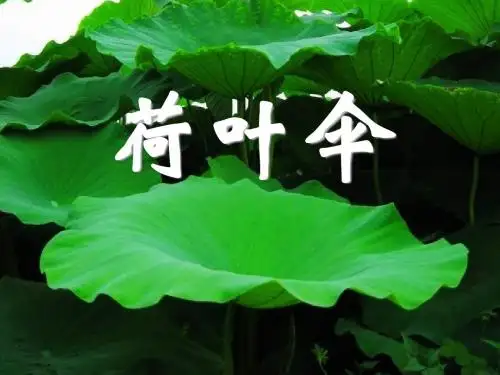 《荷叶伞》PPT课件(自制)3
