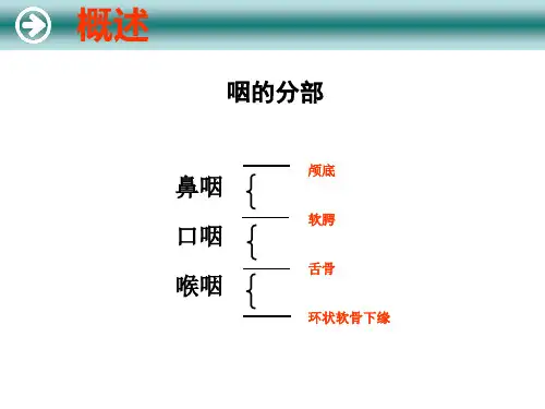 咽的解剖及生理