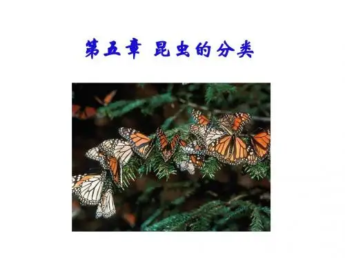 农学第五章昆虫分类