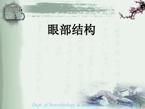 眼睛结构详细图解