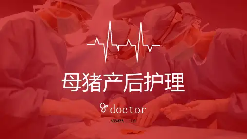 母猪产后护理