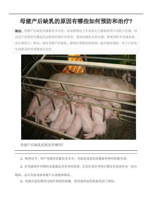 母猪产后缺乳的原因有哪些如何预防和治疗