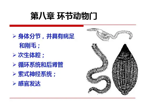 第八章 环节动物门