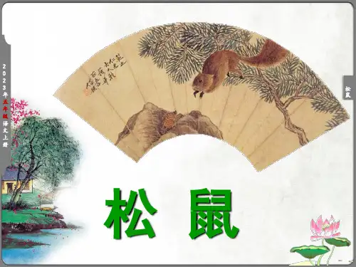 《松鼠》教学课件(共13张PPT)