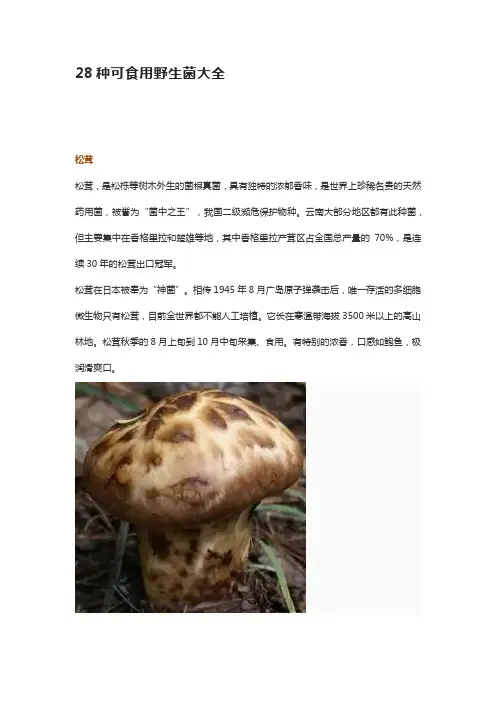 云南野生菌28种可食用野生菌大全