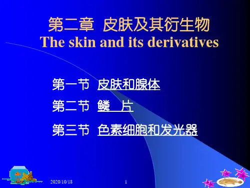 第二章  皮肤及其衍生物  鱼类生物学 教学课件