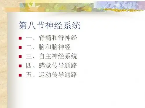 神经系统解剖学