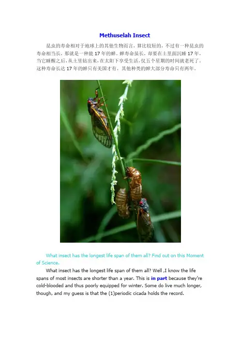 长寿的昆虫
