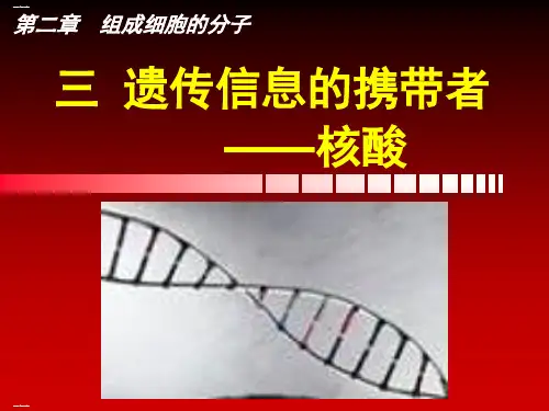 《核酸》PPT新教材1