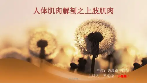 人体肌肉解剖之上肢肌肉