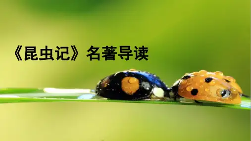 《昆虫记》名著导读科普作品的阅读