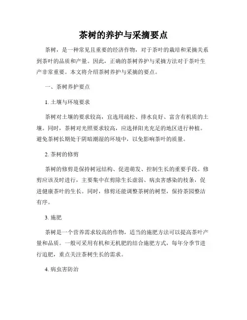 茶树的养护与采摘要点