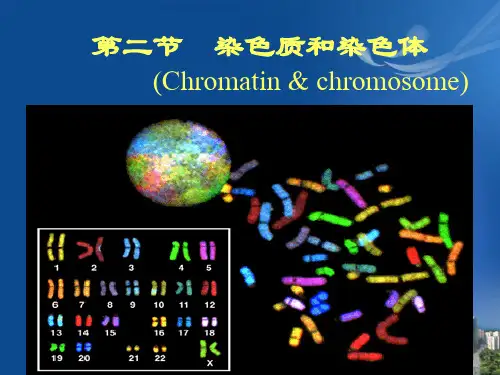 细胞生物学课件染色质和染色体