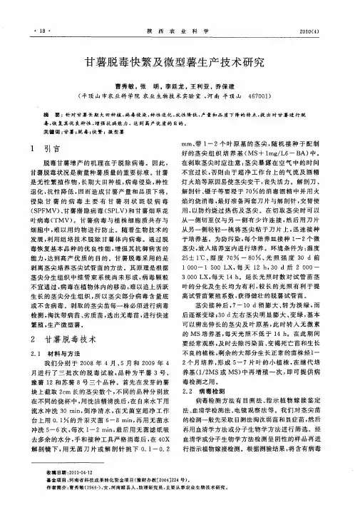 甘薯脱毒快繁及微型薯生产技术研究