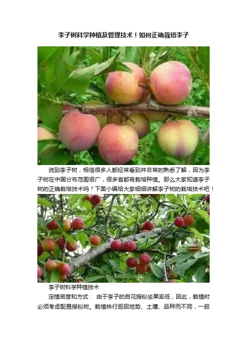 李子树科学种植及管理技术！如何正确栽培李子