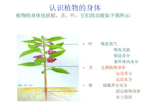 植物的根茎叶