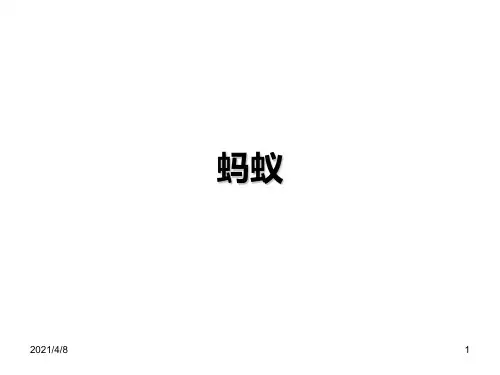 小学科学蚂蚁PPT课件