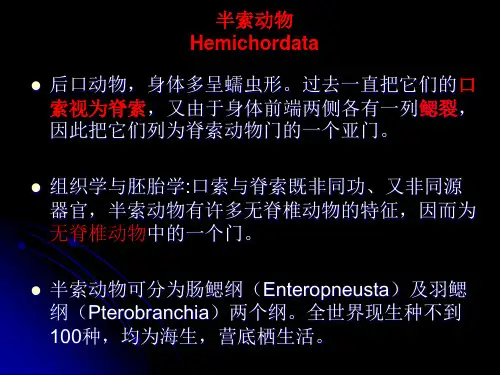 半索动物门-尾索动物门-头索动物门