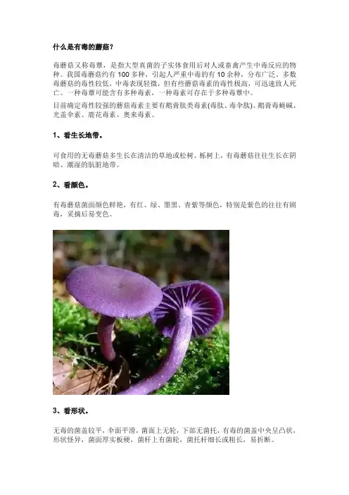 毒蘑菇知识宣传