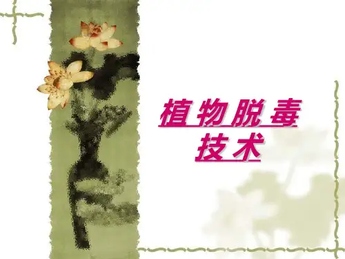 第五节  植物脱毒技术