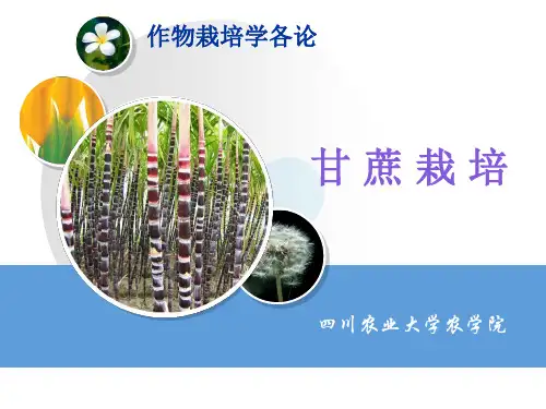 甘蔗种植技术 PPT课件