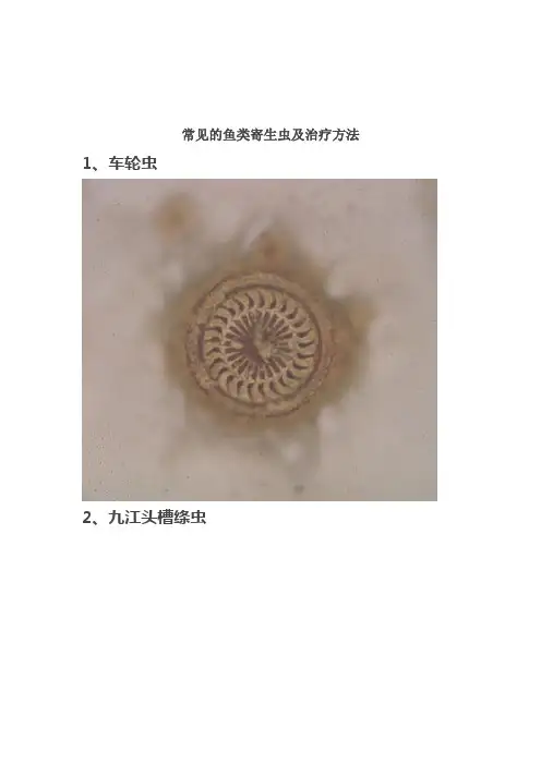 常见的鱼类寄生虫资料