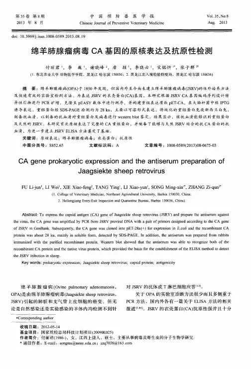 绵羊肺腺瘤病毒CA基因的原核表达及抗原性检测