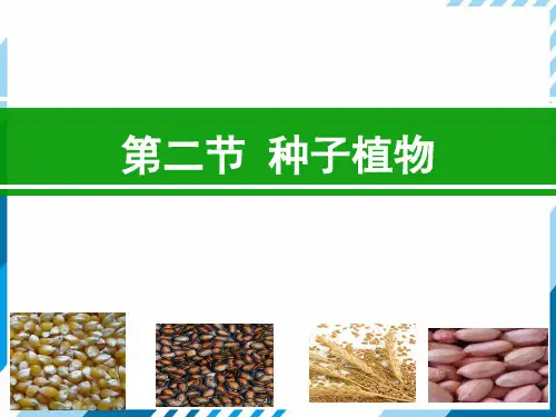 2.1.2种子植物课件(共18张PPT)人教版初中生物七年级上册.ppt