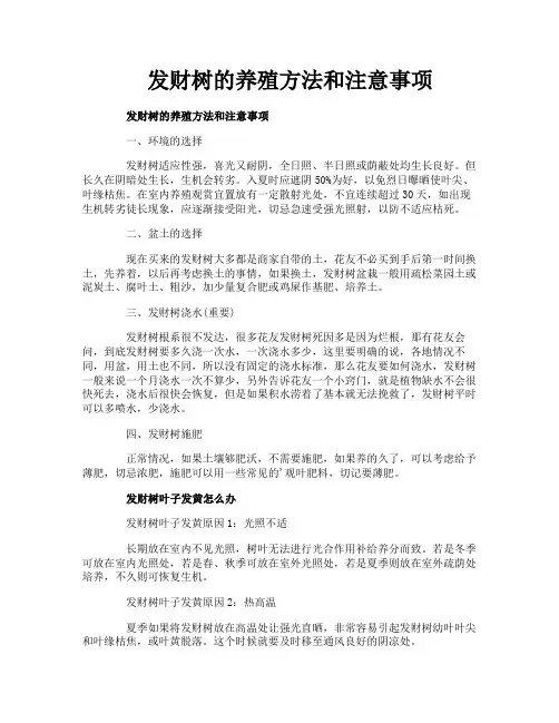发财树的养殖方法和注意事项