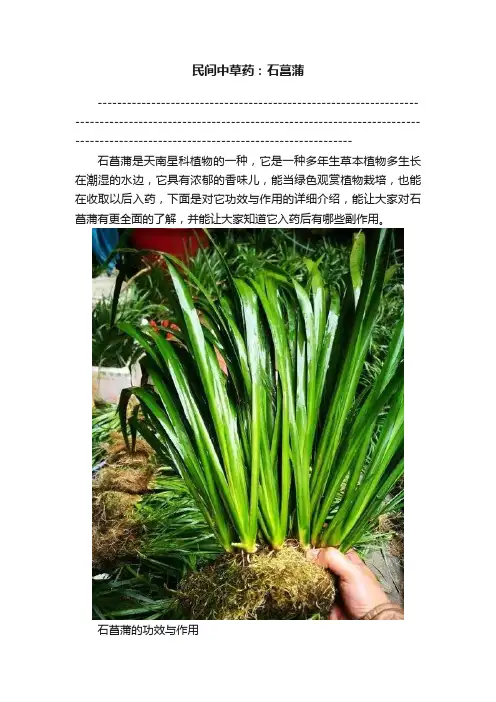 民间中草药：石菖蒲