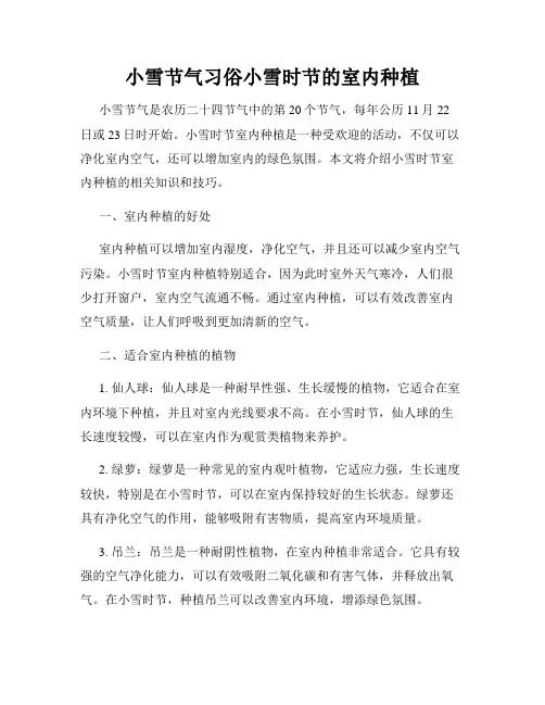 小雪节气习俗小雪时节的室内种植