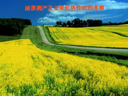油菜测产