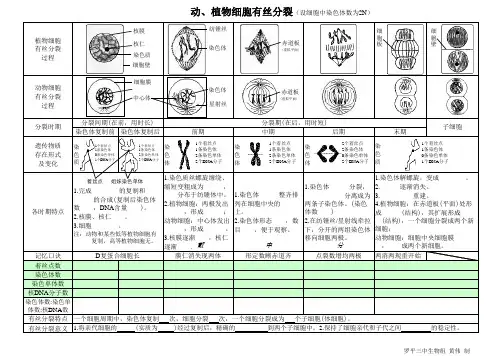 动植物有丝分裂过程图
