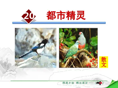 《都市精灵》(ppt)课件