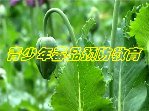 青少年毒品预防教育-
