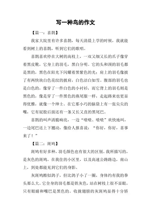 写一种鸟的作文