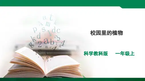科学一年级上册1.6《校园里的植物》课件
