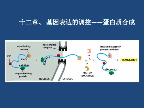 生物化学翻译
