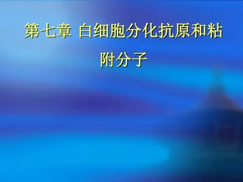 白细胞分化抗原ppt课件